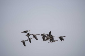 Серые гуси (Anser anser)          